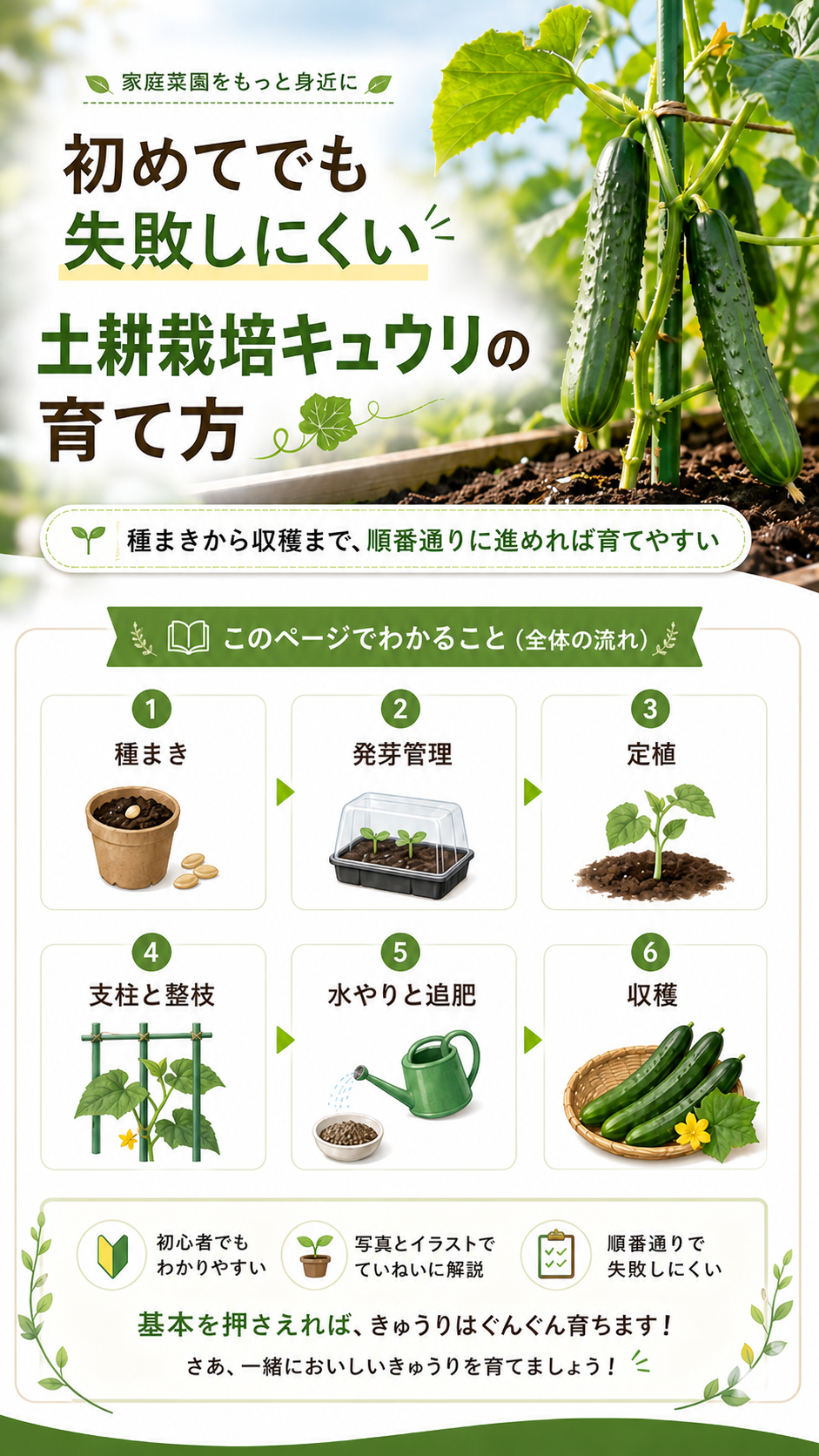 家庭菜園をもっと身近に。初めてでも失敗しにくい土耕栽培キュウリの育て方。種まき、発芽管理、定植、支柱と整枝、水やりと追肥、収穫の全体の流れ。